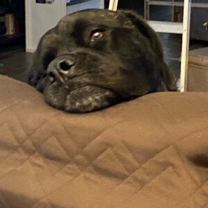 Friday night Paw-ty Dog SHARE Show: TOYS, Clothes & more 10pm CST